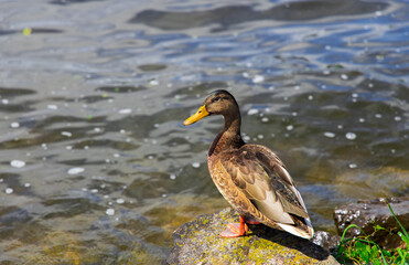 duck on river shore line water background wild life photography