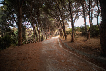 Fototapeta premium path in the forest Rhodos Greece