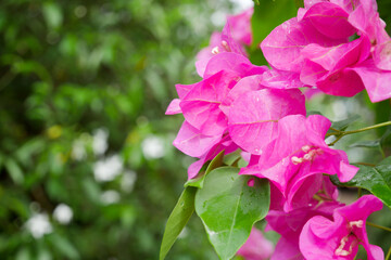 Close-up of pink Bougainvillea, a flowering plant.