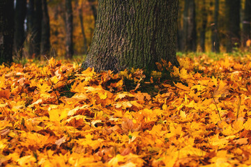 Naklejka na ściany i meble Fallen maple leaves near a tree trunk, autumn background