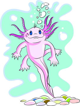 Ajolote, dibujo infantil, peligro de extinci&oacute;n, mexicano, animal 
