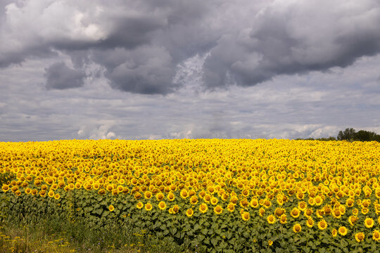 a large field of flowering sunflower