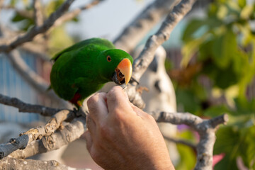 Feeding green parrot on the tree with green leaves.
