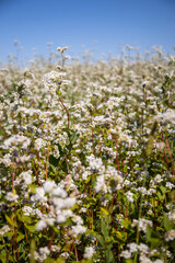 image of blooming fields of buckwheat in the Altai territory