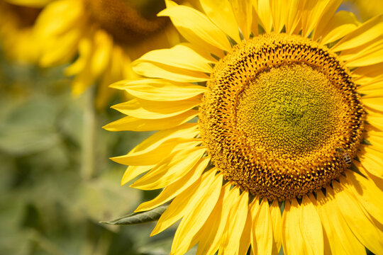 image of a sunny flower sunflower large