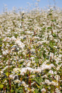 image of blooming fields of buckwheat in the Altai territory