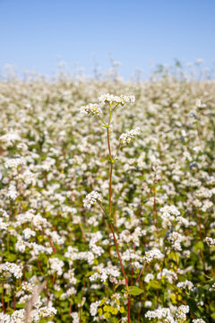 image of blooming fields of buckwheat in the Altai territory
