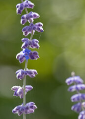 Fototapeta premium Blühende Silber-Perowskie
