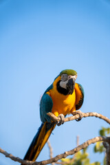 The Blue-and-yellow Macaw, also known as the blue-and-gold macaw parrot