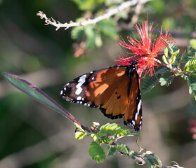 Butterfly on a flower