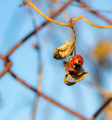 ladybug on leaf