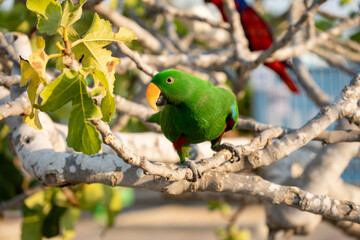 Portrait of light green parrot on the tree with green leaves.
