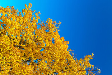 maple branches with yellow leaves against the blue sky