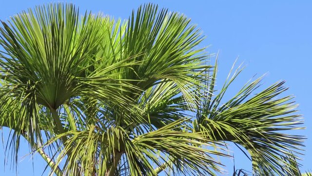 Moriche palm crown against blue sky. Mauritia flexuosa.
Leaves dancing in the wind. 
