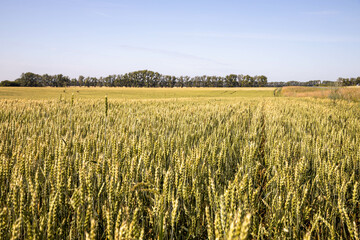 wheat harvest, wheat field on the background of blue sky in the sun. agriculture.
