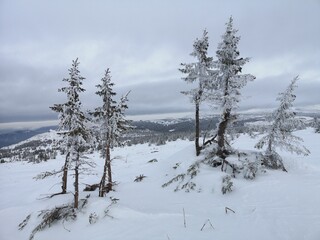 trees at the top of mountain in the snow, Tuluk Russia