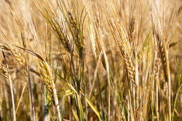 Photo of rye spikes and blue sky