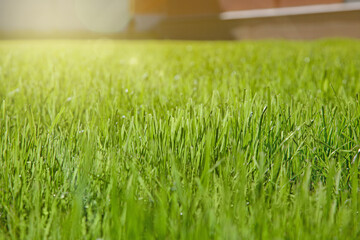 Bright green clipped grass in sunbeams background. Fresh texture of the lawn close up.