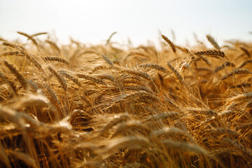 Background of ripening ears of yellow wheat field at sky background. Growth nature harvest. Agriculture farm.
