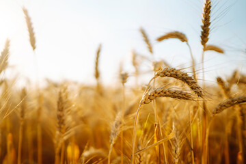 Background of ripening ears of yellow wheat field at sky background. Growth nature harvest. Agriculture farm.