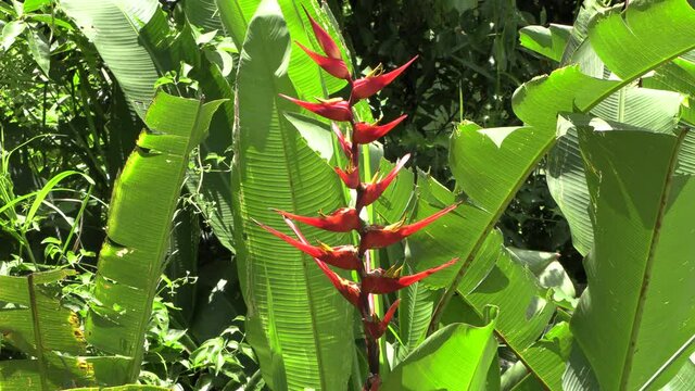 Zoom on a heliconia red and yellow wild flower of panama with big leaf Stock Footage 4k UHD 50 FPS