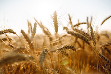 Obraz premium Background of ripening ears of yellow wheat field at sky background. Growth nature harvest. Agriculture farm.