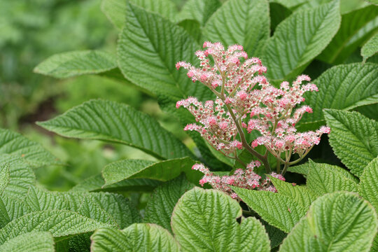 Henrys chestnut leaved rodgersia flowers and leaves