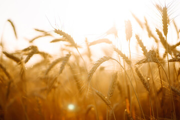 Background of ripening ears of yellow wheat field at sky background. Growth nature harvest. Agriculture farm.