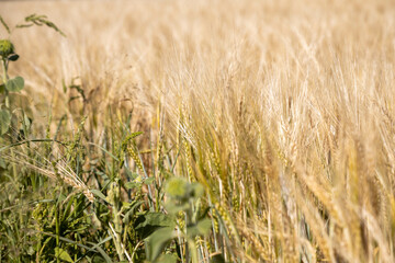 Photo of rye spikes and blue sky