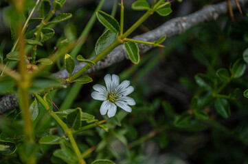 
mouse ears flower