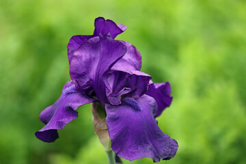Purple bearded iris flower close up