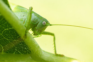 A green grasshopper on a large leaf of grass, in its natural environment.