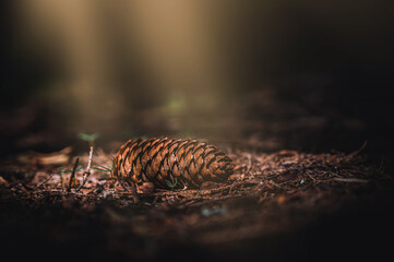 Dry cone on the ground. Cone on the macro photo. Spring photo, fresh grass and cone.