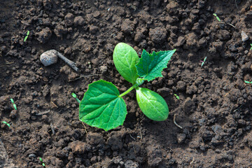 green sprout of cucumber, top view. Selective focus