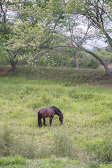 Caballo pasteando en el campo