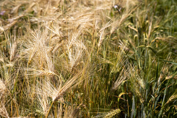 Photo of rye spikes and blue sky