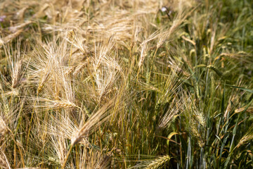 Photo of rye spikes and blue sky