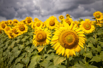 Fototapeta premium image of a field of sunflowers sunny flowers clouds