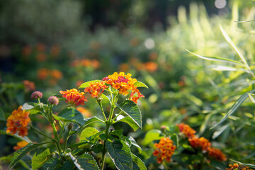 Orange and yellow Lantana camara flowers