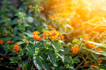 Orange and yellow Lantana camara flowers