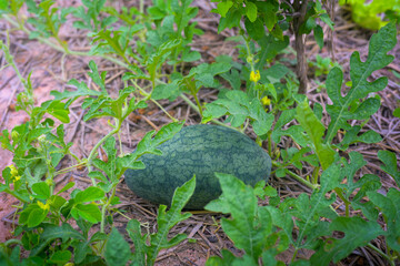 Organic Watermelon growing at the eco farm garden. Copy space