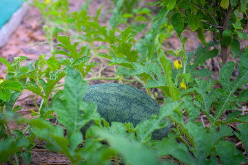 Organic Watermelon growing at the eco farm garden. Copy space