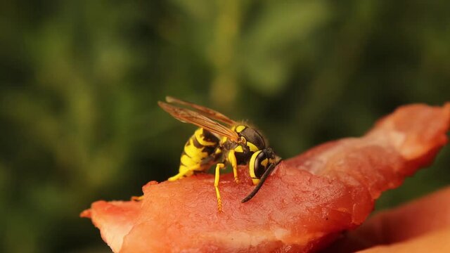 European yellow wasp cutting a piece of fresh meat.
Note how sharp his jaws are, as well as holding a piece and flying with it may outweigh his weight.
Also called German yellowjacket, Yellow hornet