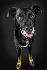 Naklejka premium Rottweiler-Mischling