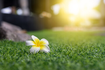 White frangipani flower on green grass