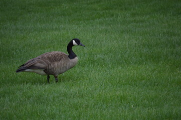 Goose on a plain background