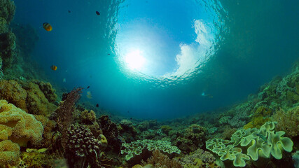 Underwater fish reef marine. Tropical colourful underwater seascape. Philippines.