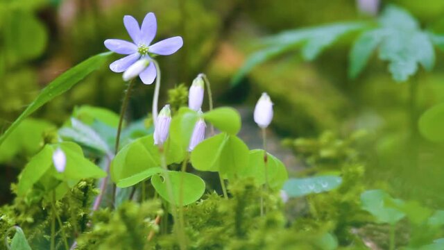 Shamrock (Oxalis acetosella). Plant of of Europe and Asia shady dark coniferous forests. Trifoliate leaves and flowers fold at night. Medicinal plant: anti-inflammatory, digestive. Nectariferous