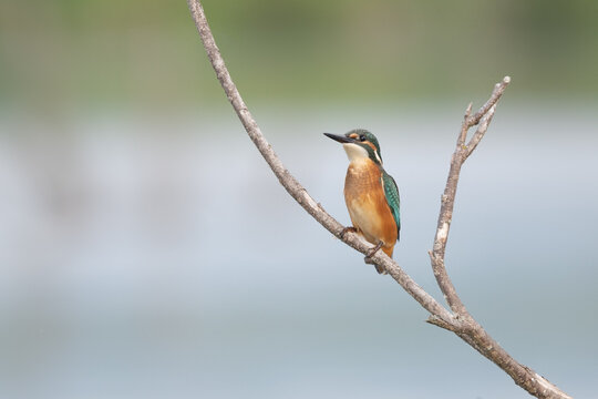 Kingfisher alcedo atthis on branch