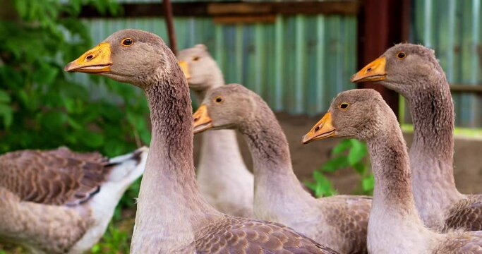 Close-up of geese on a poultry farm. Domestic birds. 4K.
